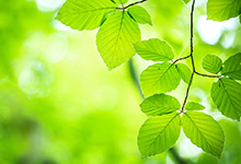 Environmental friendliness: let us increase the green lungs of the planet by the area equal to 4 territories of Great Britain